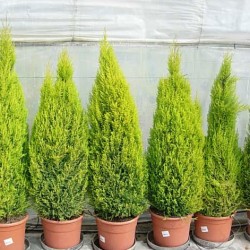 Cipres macrocarpa wilma