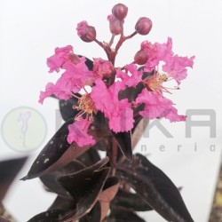 Begonia tamaya| begonia |plantas de flor| begonias de flor|