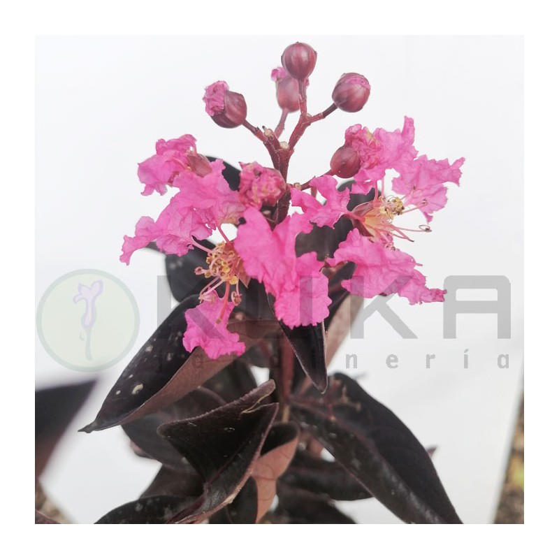 Árbol de júpiter Black Diamond|lagestroemia indica|comprar arbol de jupiter|