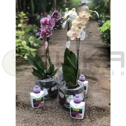 Orquídea phalaenopsis con...