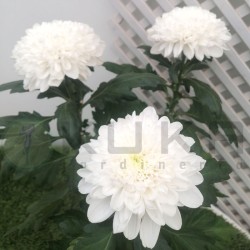 Crisantemo Uniflora