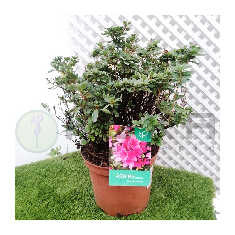 Azalea japonica|azalea|plantas de sombra|arbustos de sombra|azalea
