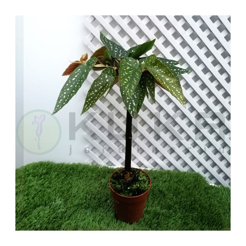 Begonia tamaya| begonia |plantas de flor| begonias de flor|