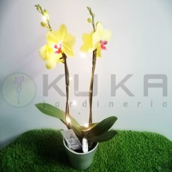 Orquidea phalaenopsis con luz