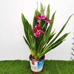 Orquídea miltoniopsis