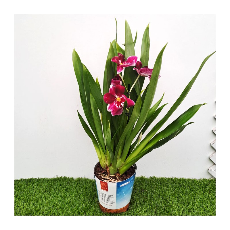 orquídea miltoniopsis | orquídea miltonia | orquídea perfumada