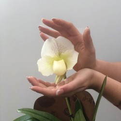 Orquídea paphiopedilum XXL| orquídea paphiopedilum | orquidea pinocho |  zapatitos