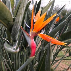 Strelitzia Reginae