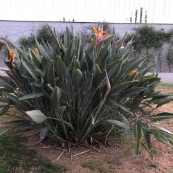 Strelitzia Reginae