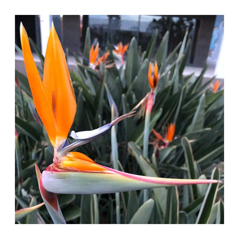 Strelitzia Reginae