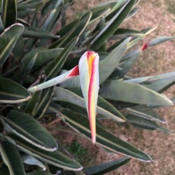 Strelitzia Reginae