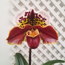 Orquídea paphiopedilum hybrida