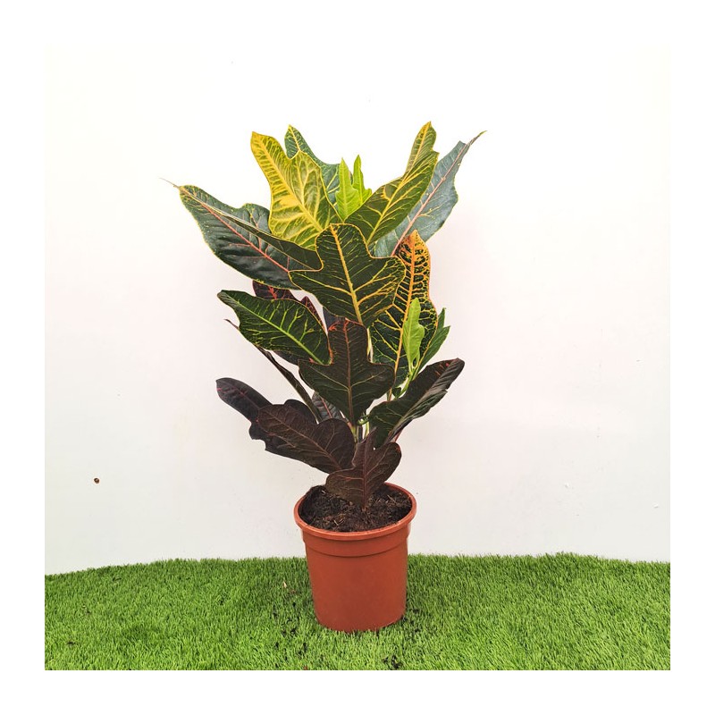 Croton excellent croton variado plantas de colores comprar croton