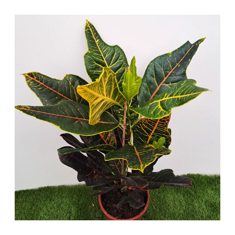 Croton excellent croton variado plantas de colores comprar croton