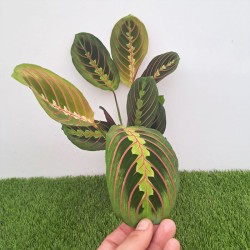 Maranta fascinator