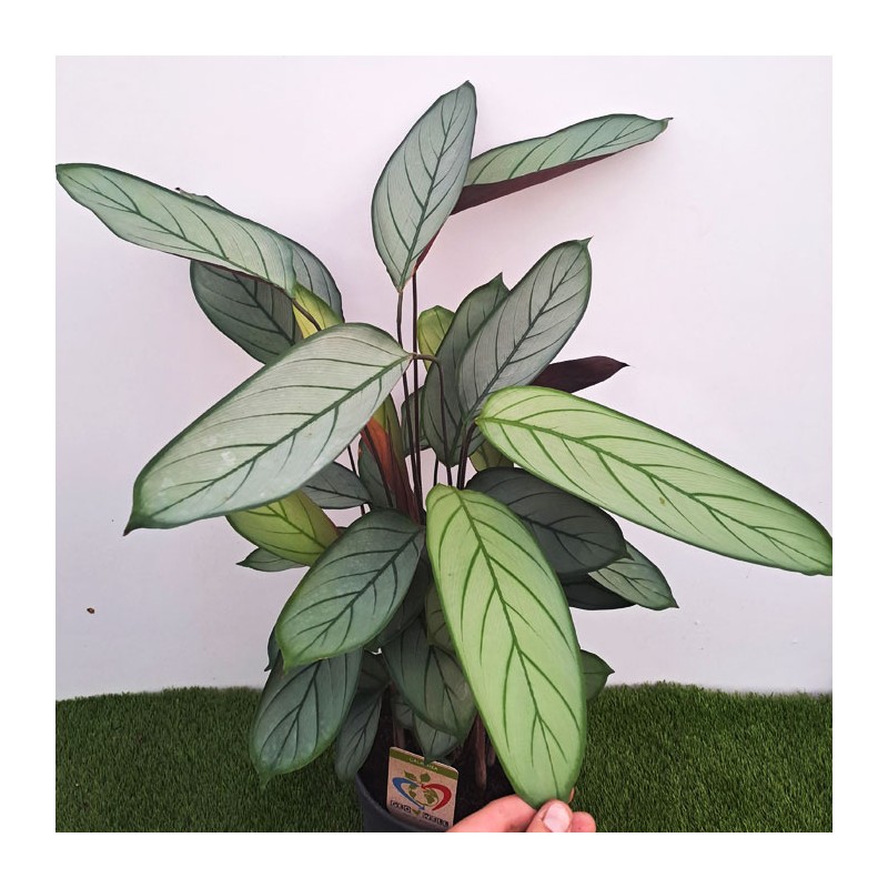 Calathea silverstar| marantha pinstripe| stroamante pinstripe |