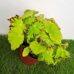 Begonia beleaf lima love| comprar begonias | plantas de interior | viveros  Valencia