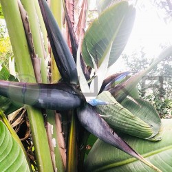 Strelitzia Augusta