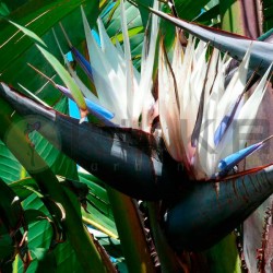 Strelitzia Augusta