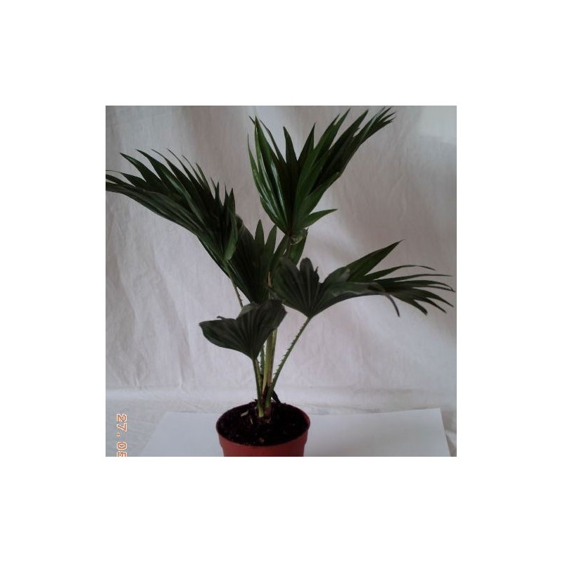 LIVISTONIA CHINENSIS