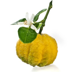 Citrus limetta Pursha