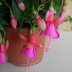 Fucsia Erecta