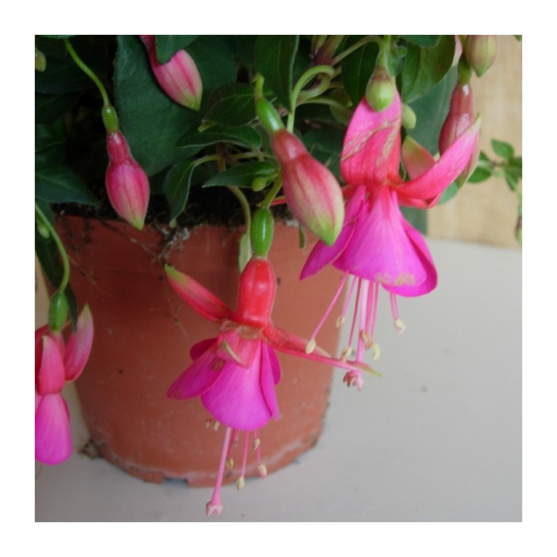 Fucsia Erecta