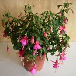 Fucsia Erecta