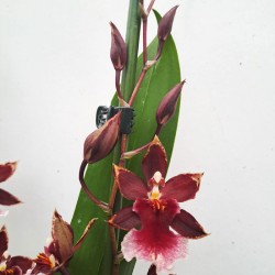 Orquídea burrageara...