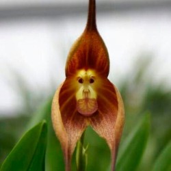Orquídea monkey