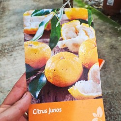 Citrus Yuzu