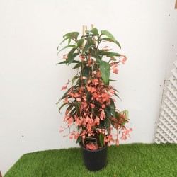 Begonia Picta