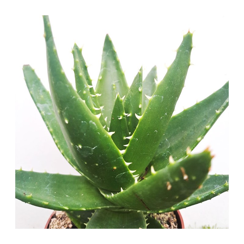 Aloe Mitriformis Sp Aloe Variegata Comprar Aloe Comprar Cactus 1359