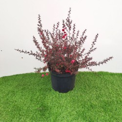 Leptospernum  scoparium