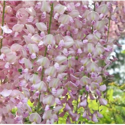 Wisteria floribunda rosea