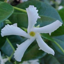 Tracherlospernum jazminoide
