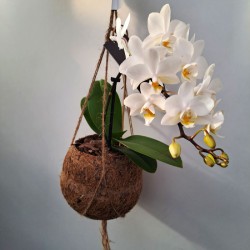 Orquidea phalaenopsis mini...