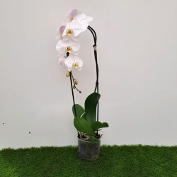 Orquídea phalaenopsis...
