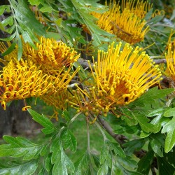 Grevillea Robusta