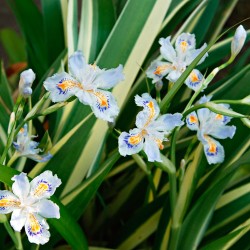 Iris tectorum cruella