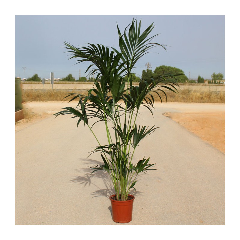 Planta Cycas, varias palmas en macetas de mimbre en suelo de