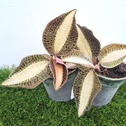 Orquídea macodes petola