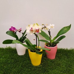 Orquidea phalaenopsis mini