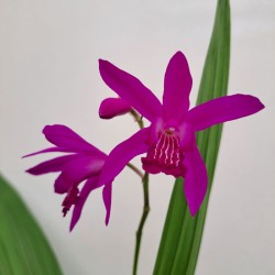 Orquídea bletilla striata