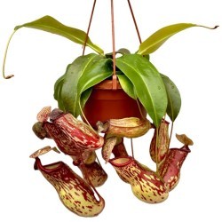 Nepenthes sam