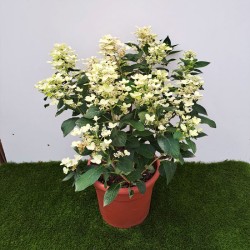 Hortensia paniculata