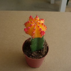 Cactus Gymnocalycium