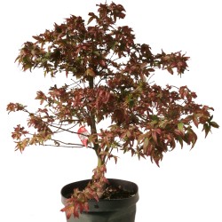 Pre-bonsai acer palmatum...