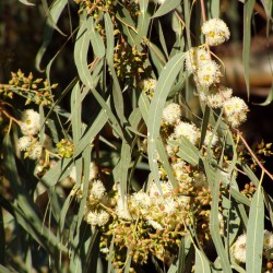 Eucalyptus camadulensis...