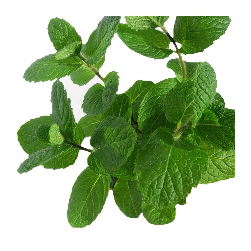 Mentha piña ecológica